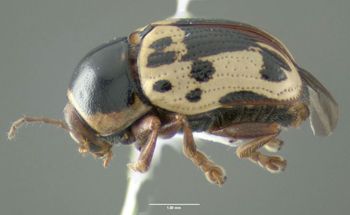 Media type: image;   Entomology 613162 Aspect: habitus lateral view
